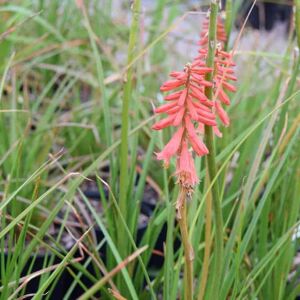 Kniphofia 'Redhot Popsicle'PBR (Popsicle Series) ---